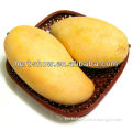African mango seed (For growing)